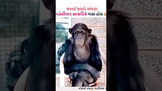 Jamay ne bharela saafa #comedy #gujju #funny