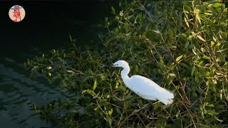 有人说，这是厦门版“西湖”。这处城市天然大氧吧，你去打卡了吗？#厦门 #下潭尾红树林公园 #西湖 #红树林 #生态环境