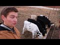 feeding calves grain