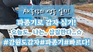 파종기로 감자 심기 3월 22일