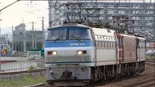 三重連単機 単1480レ　EF66 EF81 EF65　東海道本線岸辺駅　Triple-heading, Electric Locomotives　(2016.5)