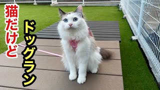 うちの猫がドッグランデビューしました！初めての人工芝