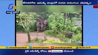 Wild Elephants Destroy Crops at Idukki | కేరళలో అడవి ఏనుగుల బీభత్సం