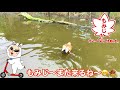 その鴨、凶暴につき【神戸どうぶつ王国】凶暴鴨もみじ ruddy shelduck in kobe animal kingdom