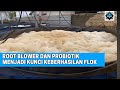 Root Blower & Probiotik Menjadi Poin Penting Untuk Mencapai Keberhasilan Budidaya Ikan Nila