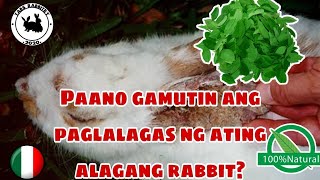 bakit nakakalbo ang rabbit | Paano gamutin ang galis ng rabbit |Rabbitry Philippines |RABBIT FARMING