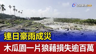 連日豪雨成災 木瓜園一片狼藉損失逾百萬