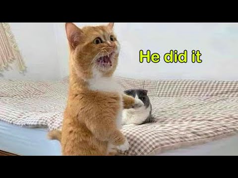 When These Cats Speak English Better Than Hooman!