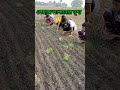 পেঁয়াজের চারা রোপন👍planting onion seedlings vairalshorts shorts youtubeshorts