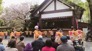 お米音頭　稲毛神社桜祭り(2023.4.2)