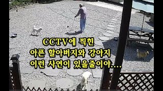 CCTV에 찍힌 아픈 할아버지와 강아지 이런 사연이 있을줄이야