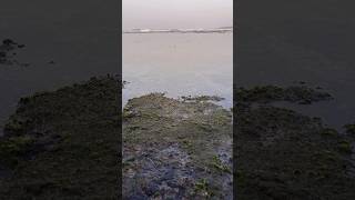 દરિયો | समुंदर | Sea |