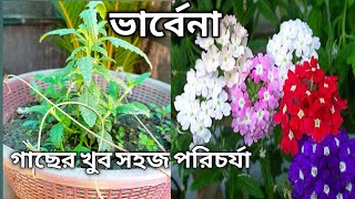 ভারবেনা গাছের সঠিক সময় সঠিক পরিচর্যা।। #verbena #winterflower #gardenscape