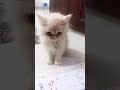 i ഈ മൊതലിനെ കണ്ടോ shors catreels cutecat