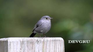 鉛色水鶇 Plumbeous Water Redstart