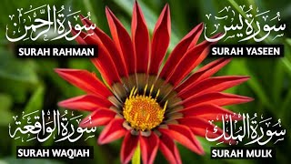 Sureh Yasin (Yaseen)🤲Sureh Rahman🤲Surah Waqiah🤲Surah Mulk🤲Beautiful Voice #dailyqurantilawat