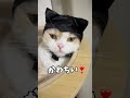 ねこみみねこ 猫耳 ガチャ