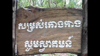 Mangrove Trees in Siem Reap provinceសម្រស់កោងកាង សៀមរាប