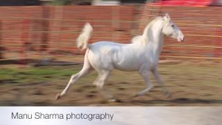 Nukra Filly Snow white