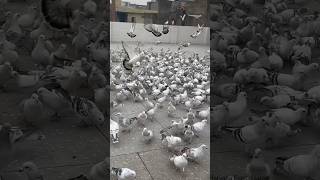 1000 hyderabadi kabutar ka shok #kabutar #pigeon #viral #kabootar #youtubeshorts #shortvideo #shorts