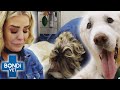 Vets Operating On Their Own Pets! 💔😢 Bondi Vet Top 5 Compilation | Bondi Vet