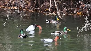 マガモ潜水してドングリを食べる。　ホシハジロ潜水してドングリを食べる。