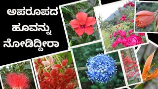 ಅಪರೂಪದ ಕಾಡಿನ ಹೂಗಳನ್ನು ನೀವೆಂದಾದರೂ ನೋಡಿದ್ದೀರಾ | ಇಲ್ಲಿದೆ ಹಲವು ಬಗೆಯ ಹೂವುಗಳು