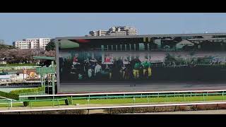 2022/04/09 中山競馬場 ニュージーランドトロフィー(GⅡ)等