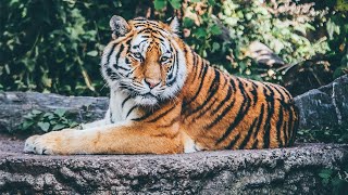 Beautiful Wildlife Animals and Relax Music for Stress Relief