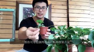 草莓吃到飽~~手把手教你 爆植 草莓