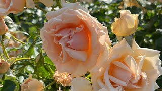 ASMR The Chirping of Birds \u0026 The Sound of the Wind with Roses🌹1 Minute ASMR 鳥のさえずりと風の音 揺れる薔薇の花