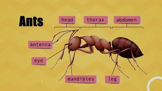 How to Identify Common Pests