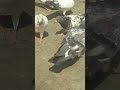 kabutar lover lucknow high flyer pigeon kalsara kalduma jaaldar kabutar kabutar wali video