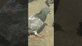 KABUTAR lover Lucknow #high flyer pigeon #kalsara #kalduma #jaaldar Kabutar #Kabutar Wali video