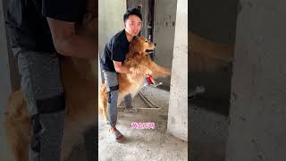 花光了狗子所有积蓄买的房子的装修仪式感，开工大吉 #dog #pet #cute #shorts