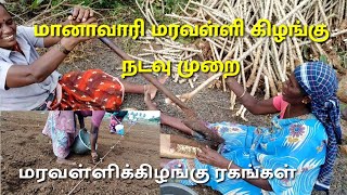 மானாவாரி மரவள்ளி கிழங்கு நடவு முறை