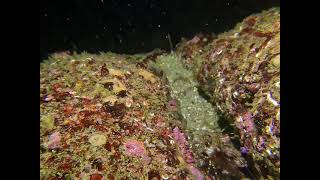 Dock Shrimp (Pandalus Danae) in Crevice