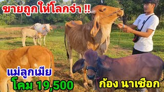 ขายถูกให้โลกจำ แม่ลูกเมียโคม 19,500 ลดได้อีก ส่งฟรี