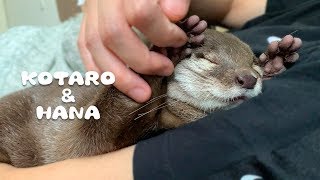 カワウソコタローとハナ　ぷにぷにの手足と鳴き声が可愛いハナ　Otter Kotaro\u0026Hana Cute Noise and Squishy Paws