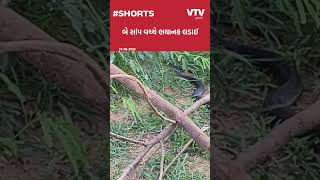 VIDEO: બે કાળોતરા સાંપ વચ્ચે જામ્યું યુદ્ધ, અબડાસાના નરેડી ગામના સીમ વિસ્તારનો વાયરલ વીડિયો