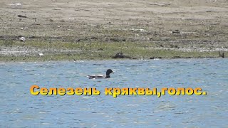 Селезень кряквы.Голос селезня кряквы.