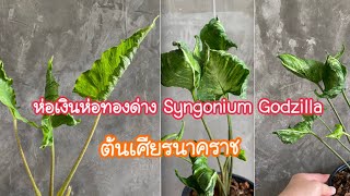 #ห่อเงินห่อทองด่าง #เศียรนาคราช Syngonium Godzilla | Alocasia Crinkles