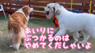 《悠翔の犠牲になったジャクソンと 平和な愛梨ちゃん》 ピレバニ グレートピレニーズ