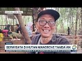 berwisata di hutan mangrove tamba an newsline