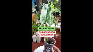 CARA MEMPERBANYAK PHILODENDRON BURLE MARX ANTI GAGAL