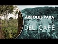 Árboles de Sombrío Para Café, Típs del Profesor Yarumo