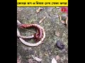 সাপ ও চেলা পোকার মধ্যে ভয়ানক লড়াই 😱😱 shorts