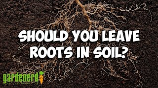 Should I Leave Roots In The Soil?