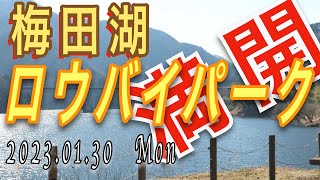 【Vlog花鳥風月】梅田湖のロウバイは今が満開だ_2023.01.30