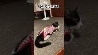 【ヨチヨチ歩き】ケガをした猫に術後服着せたら、マンチカンみたいになった#shorts